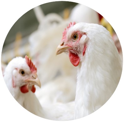Poultry